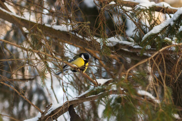 Titmouse among the thorny branches
