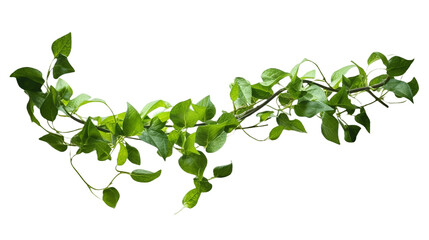 Plant bush with hanging vines of green variegated heart-shaped leaves Devil's ivy or golden pothos (Epipremnum aureum) the tropical foliage houseplant - obrazy, fototapety, plakaty