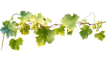 Grape leaves vine plant branch with tendrils in vineyard - obrazy, fototapety, plakaty