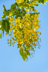 Yellow laburnum blooms on city streets in southern china in summer.