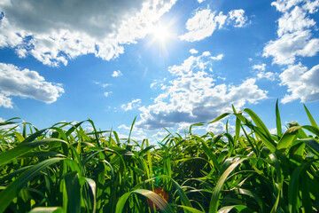 young green wheat sprouts agricultural field, bright spring landscape on a sunny day, blue sky as...