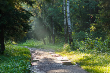 Background a sunbeam in the park on the path after the rain.