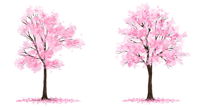 Vector watercolor blooming flower tree side view isolated for landscape and architecture drawing, elements for environment and garden,botanical elements for section in spring ,Sakura tree 