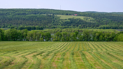 Fototapeta na wymiar Hay lines in a cropped field