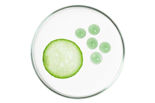 Petri dish isolated on empty background. Cucumber slices and drops of cream in a Petri dish.