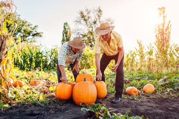 Couple of farmers picks pumpkins in autumn field at sunset. Workers harvest vegetables in garden...