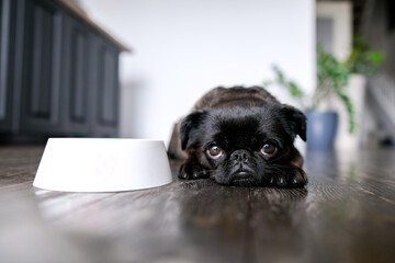 Dog food, diet. Brabancon or pug with black fur laying near bowl at home interior background. Sad...