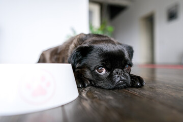 Dog food, diet. Brabancon or pug with black fur laying near bowl at home interior background. Sad and funny face with big eyes.  Pet looks sad, sick or unhappy. care and animal health concept