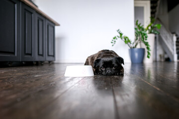 Dog food, diet. Brabancon or pug with black fur laying near bowl at home interior background. Sad...