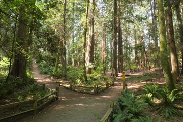 Hiking trail in the woods of Lighthouse Park in West Vancouver, British Columbia, Canada