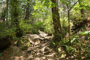 Hiking trail in the woods of Lighthouse Park in West Vancouver, British Columbia, Canada