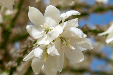 Rain drops with the sand on white flowers of Yucca Rostrata or Beaked Yucca closeup
