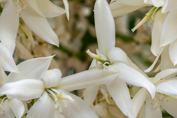 Obraz premium Rain drops with the sand on white flowers of Yucca Rostrata or Beaked Yucca closeup