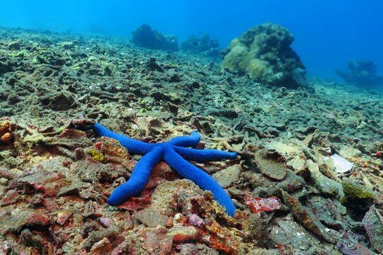 Blue starfish and tropical corals. Scuba diving in the shallow tropical sea with marine wildlife. Blue ocean, coral reef and sea star. Travel picture, aquatic wildlife.