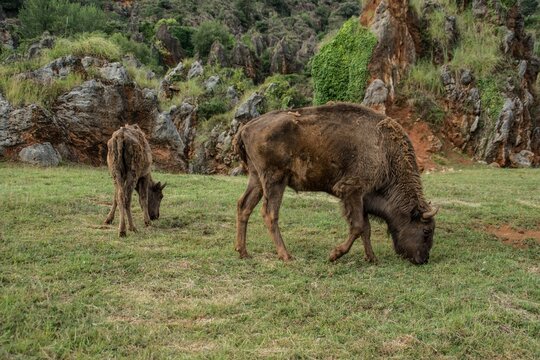 Bisontes