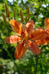 檜扇、桧扇、日扇（ヒオウギ）