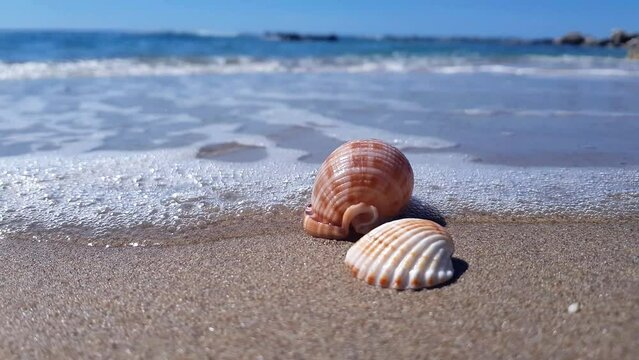 Two seashells on a sandy beach lapping by calm ocean waves
