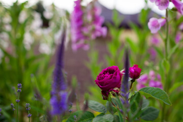Close up of blooming Purple lodge roses flowers in summer garden. Orard rose grows by foxgloves and...