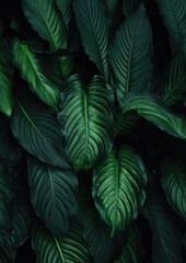 Naklejka na ściany i meble Abstract green leaf texture, nature background, tropical. Generative Ai.