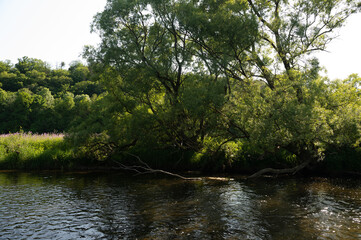 Fototapeta na wymiar Green River landscape - The river Eder in a landscape