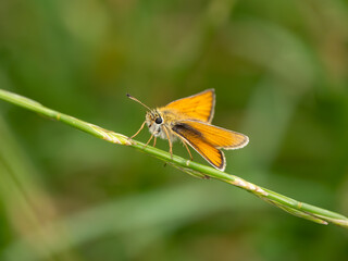 Essex Skipper Resting on a Grass Stem