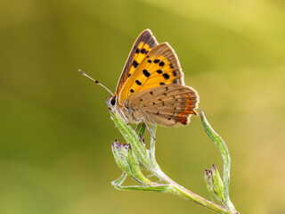 Fototapeta na wymiar Small Cooper Butterfly Resting