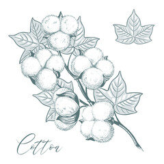 cotton plant sketch hand drawn vector eps10