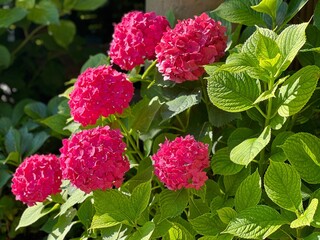 Hydrangea pink flowers bush in garden.