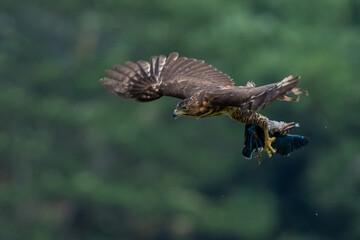 A crested goshawk attacking collared kingfisher mid-air, natural bokeh background 