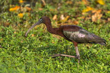 Glossy Ibis 