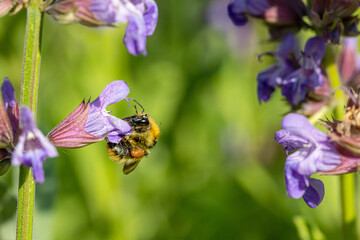 Pollinisateur - Bourdon des jardins butinant une fleur de sauge officinale