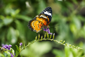 butterfly on a flower