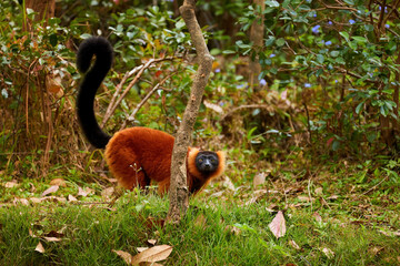 Critically endangered wildlife: attractive red colored primate, Red Ruffed Lemur, Varecia rubra on in a native rainforest, on the ground, rised tail, eye contact, traveling Masoala, Madagascar. © Martin Mecnarowski