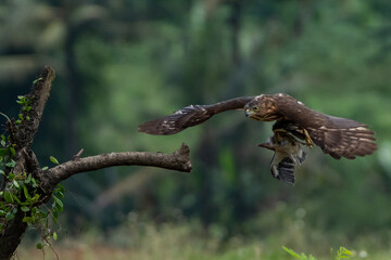 A crested goshawk attacking collared kingfisher mid-air, natural bokeh background 