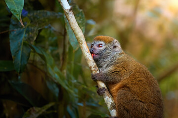 Lemur protection theme: Portrait of Eastern lesser Lemur or Grey Bamboo Lemur, Hapalemur griseus, feeding on branch, background with rays of sun in rainforest of Ranomafana National Park, Madagascar.