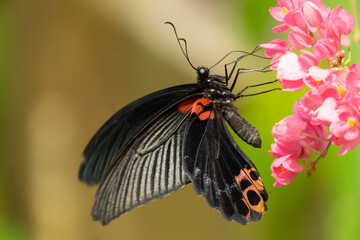 Fototapeta na wymiar dovetail butterfly