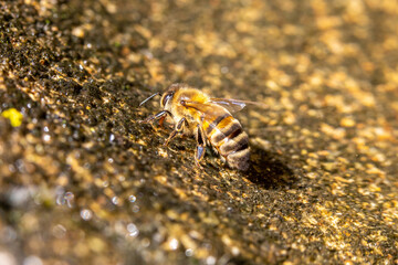 Abeille mellifère buvant de l'eau dans une vasque en pierre