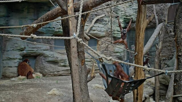 A family of orangutans play in an enclosure in a zoo enclosure. Pongo, Monkey