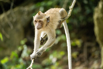 monkey hanging around