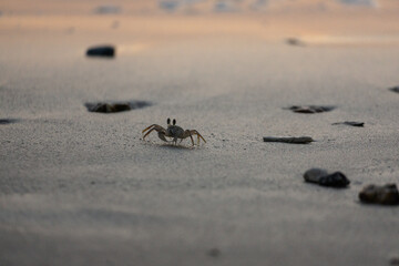 Crab