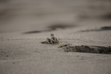 Crab