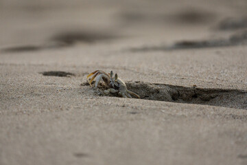 crab at work