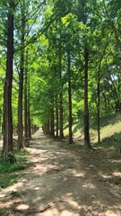 숲속 산책로