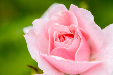 Beautiful blooming pink peony flowers in garden, closeup