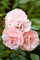 Beautiful blooming pink peony flowers in garden, closeup