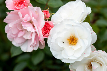 Beautiful blooming pink peony flowers in garden, closeup