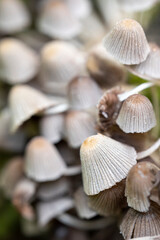 Little mushrooms (Coprinus disseminatus) in the forest, autumn, macro photography