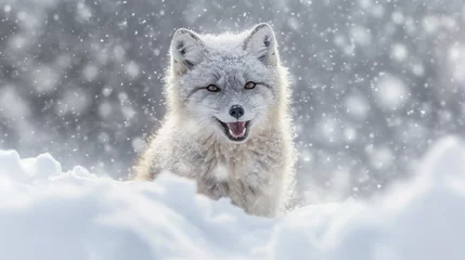 Zelfklevend Fotobehang wolf in snow HD 8K wallpaper Stock Photographic Image © Ahmad