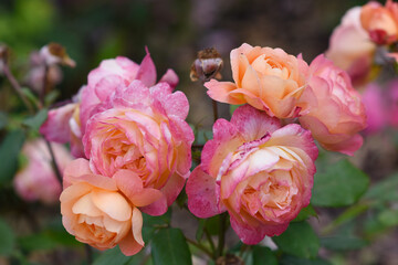 Rosary of the Frenkel Palace