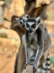 Obraz premium ring lemur